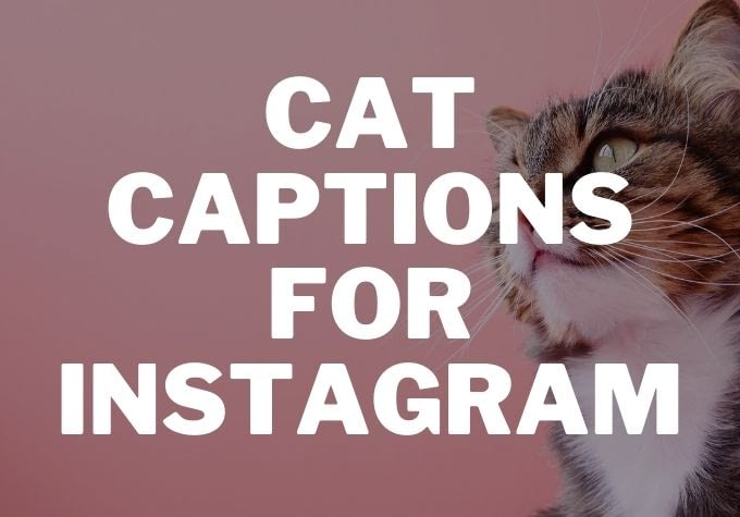 Cat Captions for Instagram - Caption Space